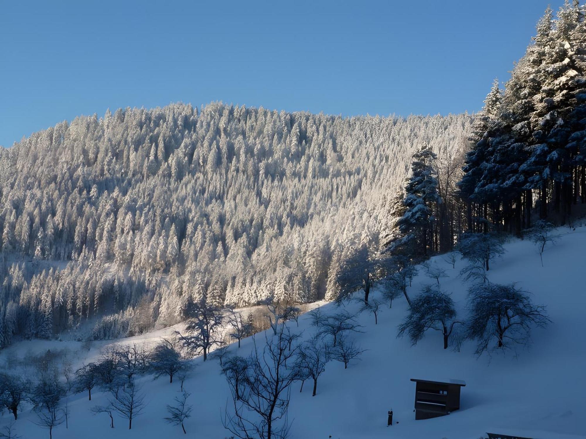 Апартаменти Holderstanzenhof Бад-Петерсталь-Ґрісбах Екстер'єр фото